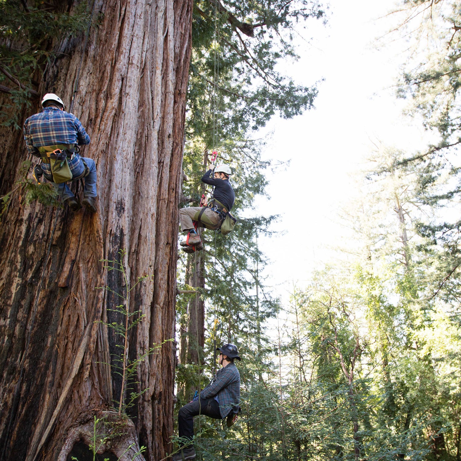 Once a year, Tim Kovar takes small groups up Grandfather, as this redwood is known.