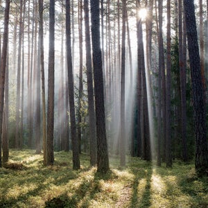 For the metaphor to work, the MOC (magnificent outdoor cathedral) must be empty of human beings, except of course for the observer.