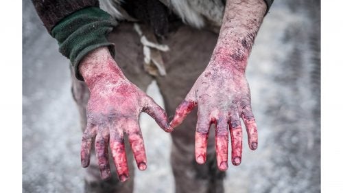 The hunt is monitored closely by tribal and state officials. In many cases, Buffalo Bridge members simply offer to help the hunters field dress the animals—a massive and laborious task—and ask for nothing in return.