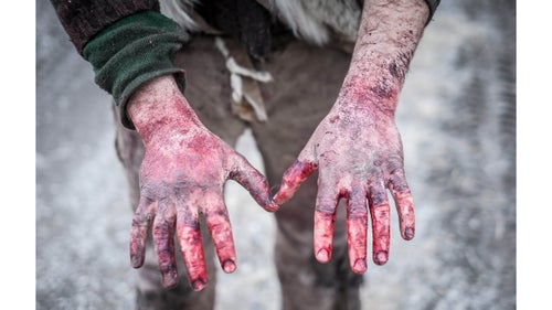 The hunt is monitored closely by tribal and state officials. In many cases, Buffalo Bridge members simply offer to help the hunters field dress the animals—a massive and laborious task—and ask for nothing in return.