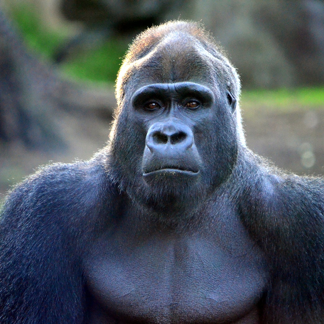 What Cecil the Lion Can Teach Us About Harambe the Gorilla - Outside Online What Cecil the Lion Can Teach Us About Harambe the Gorilla - Outside Online