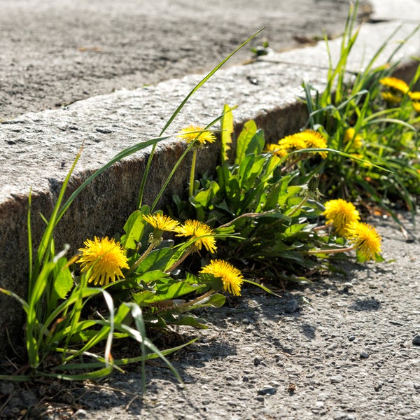 Food is everywhere—if you have the time to forage, wash, and cook it well.