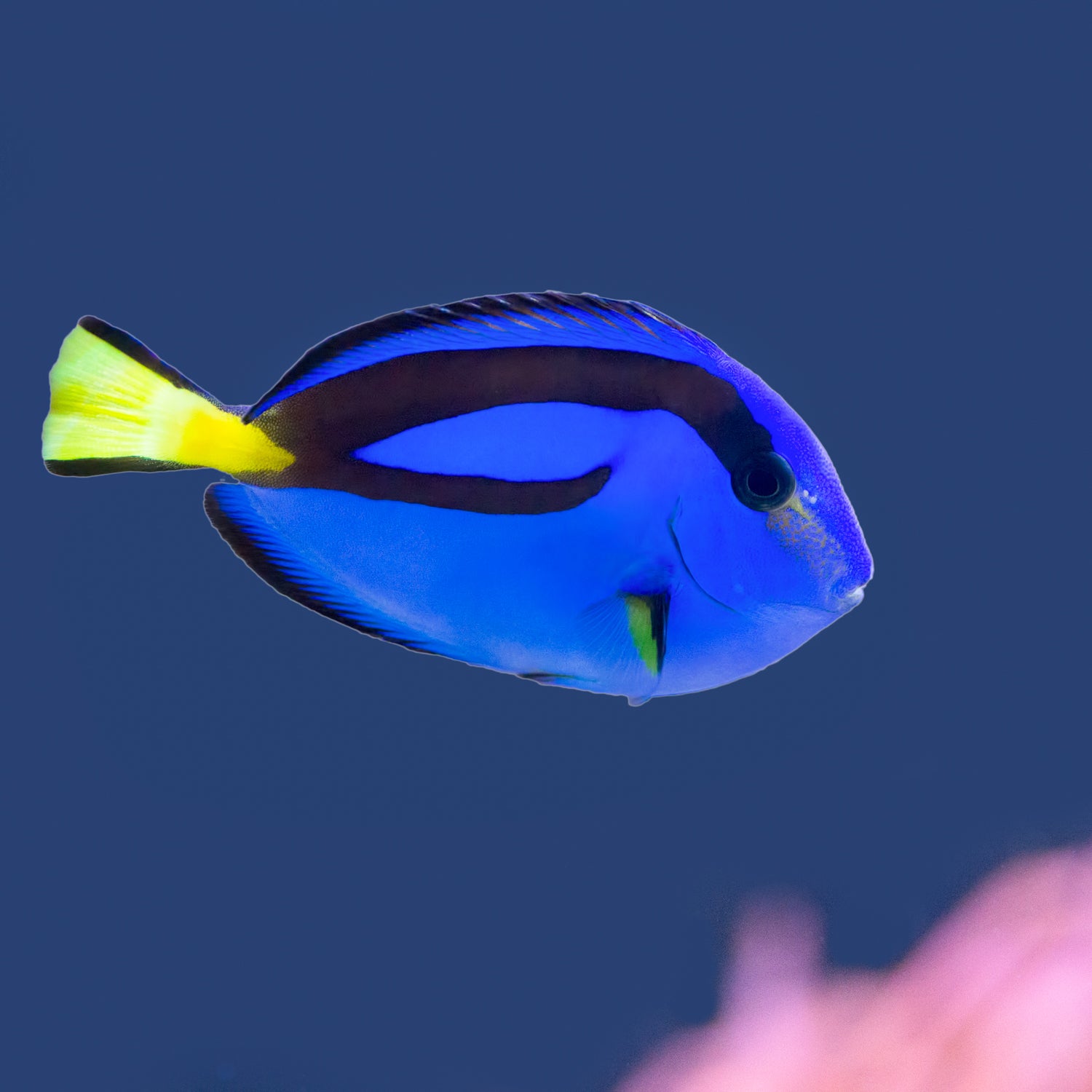 is there a free finding dory movie online no sign in