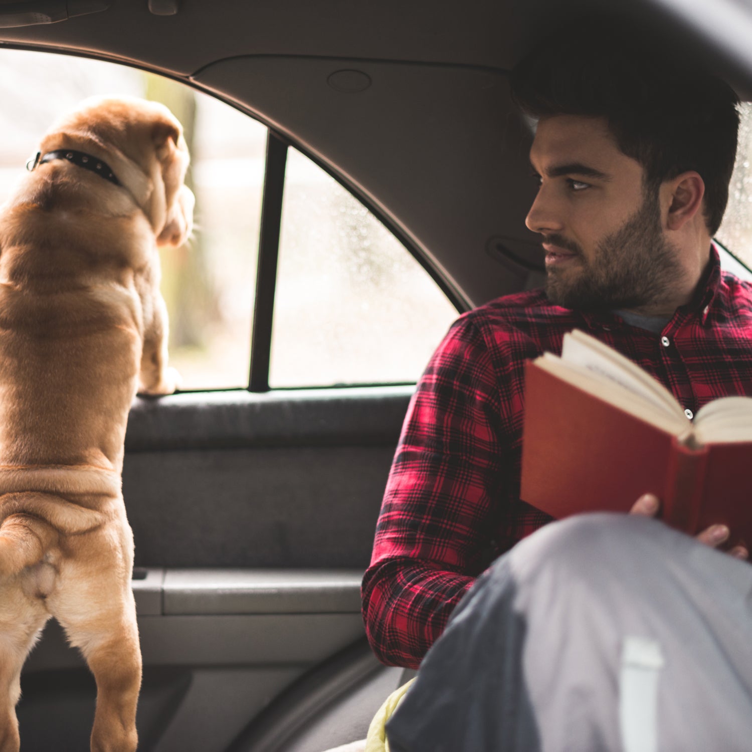 Cute dog looking through the car window.