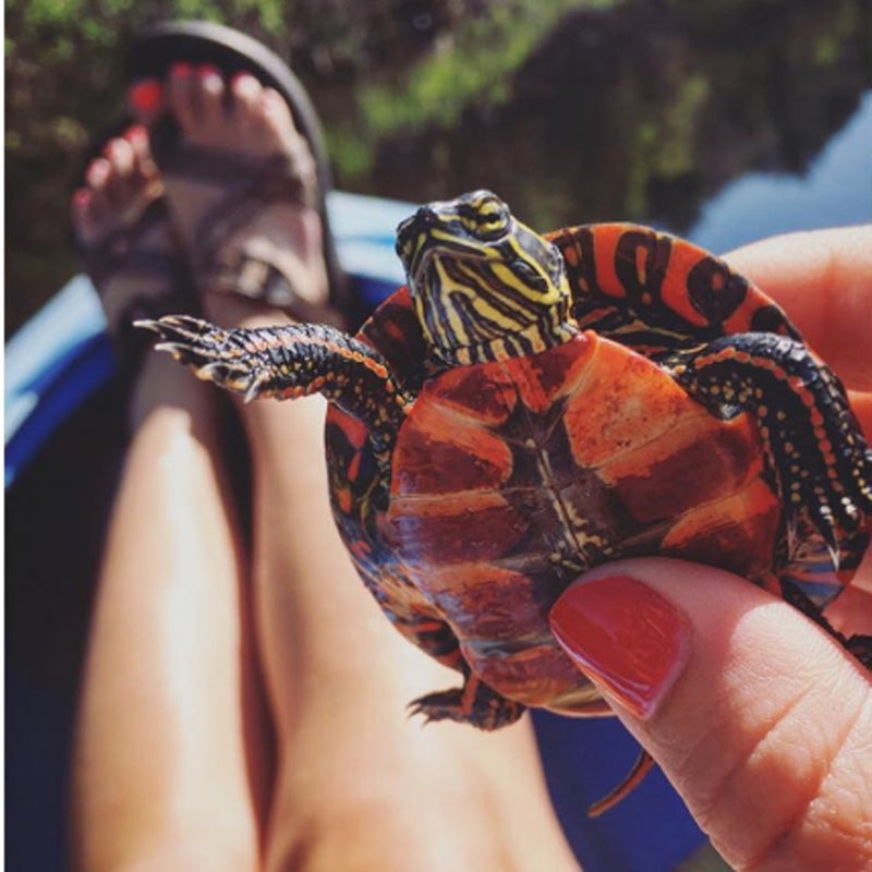 "Found this friendly, baby painted turtle basking in the sun on an old log... #puremichigan #SummerOfChaco #turtle"