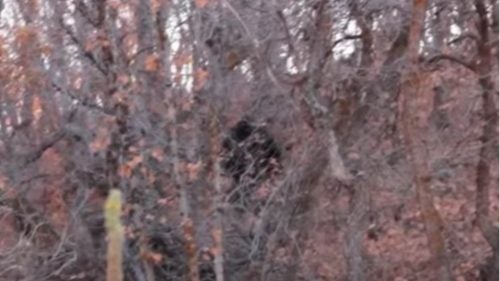 In October 2012, a group of siblings hiking in Provo Canyon thought they spotted a bear in the woods and started filming. When the creature stood up on two legs, the hikers ran—abruptly ending the shaky video. A year later, the siblings launched a kickstarter campaign to investigate other Utah bigfoot sightings.