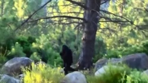 Called “The Independence Day” film, this remarkably clear video shows an alleged adult bigfoot walking through the woods, with a cub in tow. The filmmaker and exact location are unknown, and many skeptics claim that there is a telling visible seam of a gorilla suit.