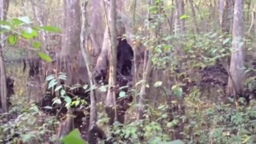Mississippi resident Josh Highcliff captured video of this potential bigfoot while hunting on his property in 2013. Afraid to go back to the woods, he posted the footage to YouTube asking for help to identify the animal or for a prankster to come forward.