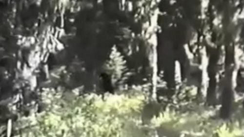 In 1994, former U.S. Forest patrolman Paul Freeman claimed he saw a family of bigfoots in Washington’s Blue Mountains. The video is shaky and grainy, but has been deemed the real deal by so-styled bigfoot experts.