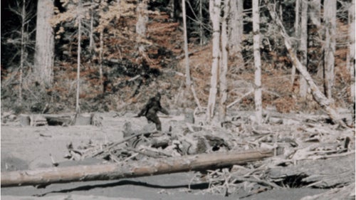 For decades, people around the world have been fascinated with the legend of bigfoot, sasquatch, yeti, or whatever you choose to call it. Sightings of a furry, upright biped and reports of beastly footprints have been reported from as far afield as the Himalayas. Although no definitive proof exists, the (often questionable) reports continue adding up. Outside plunged into the deep, dark corners of this subculture to compile the most famous—perhaps most convincing—bigfoot photos ever captured. Here’s the evidence. Is bigfoot real? You be the judge.
Photo: Arguably the most famous and influential Bigfoot footage is the 1967 film shot by Roger Patterson and Bob Gimlin in Northern California. The “Bigfoot walk” it depicts has been parodied by many, but never truly replicated. Even with this enhanced image, it’s hard to tell if it’s a person in a gorilla suit or the real deal.