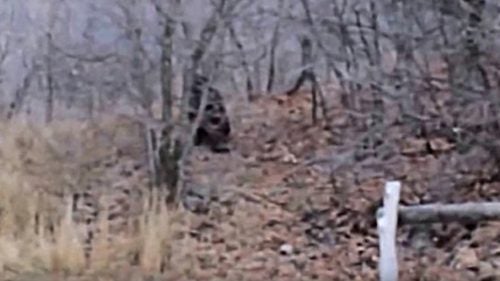 A hiker was walking through the Utah Hills near Provo Canyon in 2012 when he spotted a large animal in the woods. As he approached, the animal stood up on two legs and started throwing rocks at him—supposedly a trademark behavior of sasquatches.