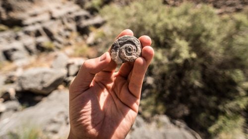 A 350 million-year-old fossil high up in the Funeral Mountains. We saw hundreds of fossils throughout Cyclops Canyon. Nobody has been there to disturb them. May 3, 2016.
Perhaps the greatest danger with first descents is you don’t know what you’ll find. Swaney researches as much as possible ahead of time, using topo maps, Google Earth, and on-the-ground scouting, but there are always surprises. Nobody has been in these canyons before, so there’s no information about what’s in them. What if you encounter a 250-foot rappel and have only a 200-foot rope? What if there’s nothing to anchor from? What if your hair gets stuck in your belay device?