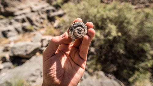 A 350 million-year-old fossil high up in the Funeral Mountains. We saw hundreds of fossils throughout Cyclops Canyon. Nobody has been there to disturb them. May 3, 2016.
Perhaps the greatest danger with first descents is you don’t know what you’ll find. Swaney researches as much as possible ahead of time, using topo maps, Google Earth, and on-the-ground scouting, but there are always surprises. Nobody has been in these canyons before, so there’s no information about what’s in them. What if you encounter a 250-foot rappel and have only a 200-foot rope? What if there’s nothing to anchor from? What if your hair gets stuck in your belay device?