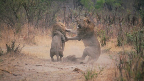 This photo depicts a whirlwind fight between a pair of brothers, Bush (left) and Bhubezi, in October 2012. Bhubezi had taken one of Cecil’s lionesses and the pair was battling to mate with her. I could hear Cecil (not pictured) roaring as he arrived to chase them off. They eventually displaced Cecil as the Backpans pride male, forcing him to flee his territory and team up with Jericho.