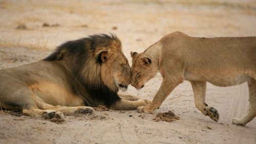 I was about 10 yards away in my research vehicle when I took this photo of Cecil and a young lioness. As a scientist, you are supposed to avoid anthropomorphism. But I feel we need to appreciate magical moments like this to avoid turning animals into objects for abuse.