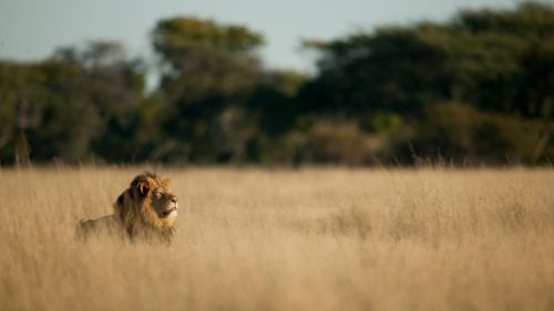 When Cecil, the magnificent, 13-year old, black-mane lion was killed by an American dentist on an illegal trophy bow hunt last year, the world responded with shock and horror. As details emerged, a soft-spoken yet fiercely passionate Zimbabwean was repeatedly seen and quoted in the media, reporting directly from the field. That was photographer Brent Stapelkamp, 38, the last person to fit Cecil with a GPS satellite collar and to photograph him, just a month before he was killed.
For the last decade, Stapelkamp had been quietly following and researching lions in Zimbabwe’s largest game reserve, Hwange National Park, for Oxford University’s Hwange Lion Research Project. “I had the dream job,” he says. Cecil’s death hurtled Stapelkamp into the spotlight, educating a largely unknowing public about the secret life of trophy hunting. A year later, he’s still speaking out on behalf of African wild lions, whose numbers have suffered catastrophic declines. “We had 1.2 million wild lions in the 1800s,” said Stapelkamp. “Now there are 20,000.” In addition to unsustainable trophy hunting, the decimation of Africa’s top predator is precipitated by the illegal bushmeat trade, loss of habitat and prey, and conflict with local people, which is the largest direct cause of lion deaths in Africa today, according to Stapelkamp.
The following is a collection of images Stapelkamp shot of Cecil, his pride, and neighboring wildlife in Hwange from 2010 to 2015.
Photo: This is one of my favorite photos of Cecil, taken in late May 2015, on the last morning that I saw him. I had bumped into Cecil and another lion, Jericho, while racing across the park to collar another lion. I call it “Cecil taking the air” because of his regal posture. The grasses here turn golden in May, the start of our winter season.