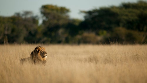 When Cecil, the magnificent, 13-year old, black-mane lion was killed by an American dentist on an illegal trophy bow hunt last year, the world responded with shock and horror. As details emerged, a soft-spoken yet fiercely passionate Zimbabwean was repeatedly seen and quoted in the media, reporting directly from the field. That was photographer Brent Stapelkamp, 38, the last person to fit Cecil with a GPS satellite collar and to photograph him, just a month before he was killed.
For the last decade, Stapelkamp had been quietly following and researching lions in Zimbabwe’s largest game reserve, Hwange National Park, for Oxford University’s Hwange Lion Research Project. “I had the dream job,” he says. Cecil’s death hurtled Stapelkamp into the spotlight, educating a largely unknowing public about the secret life of trophy hunting. A year later, he’s still speaking out on behalf of African wild lions, whose numbers have suffered catastrophic declines. “We had 1.2 million wild lions in the 1800s,” said Stapelkamp. “Now there are 20,000.” In addition to unsustainable trophy hunting, the decimation of Africa’s top predator is precipitated by the illegal bushmeat trade, loss of habitat and prey, and conflict with local people, which is the largest direct cause of lion deaths in Africa today, according to Stapelkamp.
The following is a collection of images Stapelkamp shot of Cecil, his pride, and neighboring wildlife in Hwange from 2010 to 2015.
Photo: This is one of my favorite photos of Cecil, taken in late May 2015, on the last morning that I saw him. I had bumped into Cecil and another lion, Jericho, while racing across the park to collar another lion. I call it “Cecil taking the air” because of his regal posture. The grasses here turn golden in May, the start of our winter season.