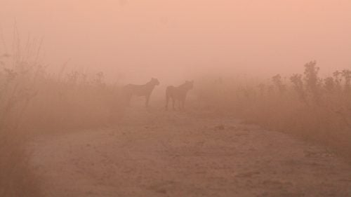 Bush and Bhubezi, when they were still young (just three years old), and living with their mother’s pride in 2010. Adolescent cubs, such as these, are large in body but have not yet developed much of a mane. They were after a herd of buffalo on a cold, misty morning at sunrise.