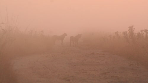 Bush and Bhubezi, when they were still young (just three years old), and living with their mother’s pride in 2010. Adolescent cubs, such as these, are large in body but have not yet developed much of a mane. They were after a herd of buffalo on a cold, misty morning at sunrise.