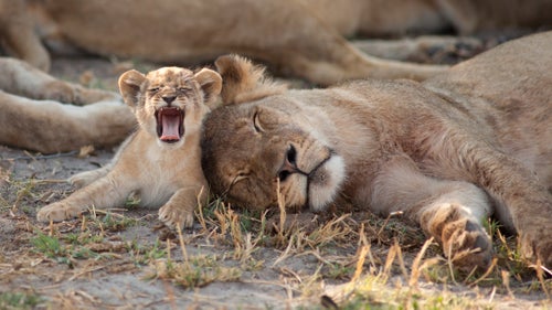 During the dry season in 2014, the pride had been feeding on an elephant calf they’d killed and were too full to play with this cub. She is about to go and look for trouble with her siblings.