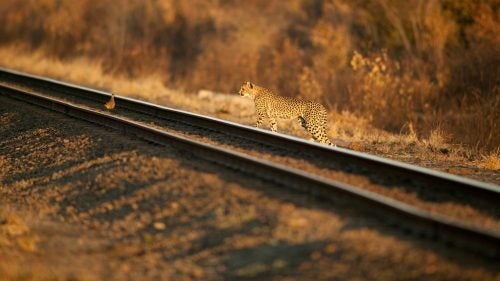 Cheetah sightings are rare in Hwange National Park. Lions will kill cheetahs just to get rid of the competition. I saw this cheetah sitting on an anthill. I drove off-road and waited for her to cross the track. Unbelievably, a francolin walked along the tracks right in front of the animal.