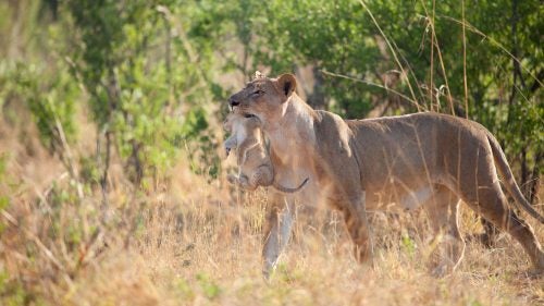 I took this photo shortly after the previous one of the yawning cub who went looking for trouble with her two sibling cubs. When this lioness, their mother, awakened, she went looking for them. She picked one up, walked past me, and the others followed her back to the pride.