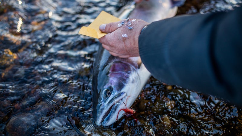 The anglers measure, tag, and collect scales from each of the fish they catch.