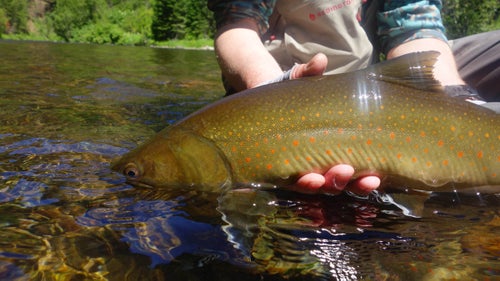 A big-shouldered bull trout, up close. They’re gorgeous fish, instantly recognizable by their lack of black spots on the dorsal fin. “No black, put it back” is the refrain to protect these fish. They have huge mouths and put up a great fight.