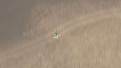 By this point, Aikins had locked onto his target using a system of PAPI lights similar to those used to guide planes into runway landings. He knew he was within the net’s perimeter if the lights’ special lens gave off a white beam; if he saw a red beam, it meant he was outside the net and had to adjust his flight direction to get back inside.