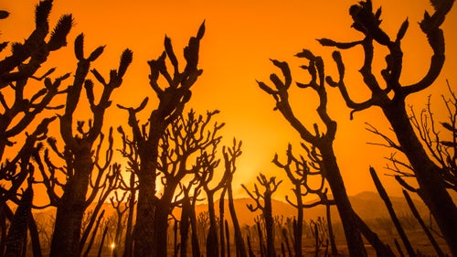 The Blue Cut Fire burns in San Bernardino County on the evening of August 16, 2016.
Palley started shooting wildland fires in 2014 and says he was hooked after his first one. “I was immediately, and continue to be, struck by the power of these natural events.”