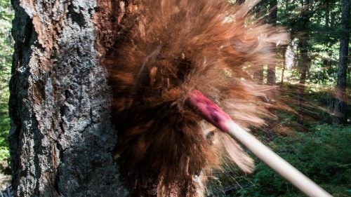 Widow makers (trees and branches ready to fall) and standing deadfall around bike trails need to be cleared for safety and future maintenance reasons.