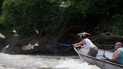 The annual Redneck Fishing Tournament along the Illinois River is a fun event meant to help clear out invasive, flying Asian Carp. The fish jump out of the river in response to the sound of the passing motorboats.