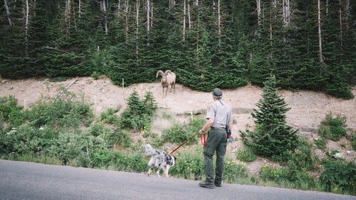 Another standoff and another partial victory for Gracie as the sheep momentarily skirted into the trees. The sheep weren’t too excited by the sight of Gracie and tried stomping their feet and looking tough. Gracie held her ground, much to the excitement of Gracie’s trainers and Biel.