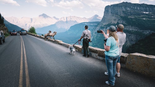 The last couple years have produced some horror stories of national park visitors interacting with wildlife. The baby bison put in the trunk of a car, the bear selfie craze in Tahoe, and countless other close encounters that happen almost daily in our parks that don’t make the news. These days, most people just really want a picture. Mark Biel, Glacier National Park’s Natural Resources Program Manager, is on the front lines of this issue everyday, which is exactly how he came up with the idea for Gracie. At two years old, Biel’s jovial border collie, which he bought as a pet, is just finishing up training to essentially become the first canine wildlife manager in the National Park Service. Gracie has two jobs: work with Biel in the field to keep animals a safe distance away from visitors, and the other as a sort of figurehead and excuse for Biel and other park employees to talk about how to interact with animals. Here, a few images from the time I spent with Biel and Gracie at the park in northern Montana this August. Photo: Two bighorn sheep causing a welcomed traffic delay near Lunch Creek in Glacier National Park.