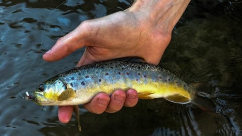 I shot mostly during the day, but both the 7 and 7 Plus come with optical stabilization, which helps you take stable, non-blurry photos in low light. Here I shot a brown trout with the 56mm portrait lens.