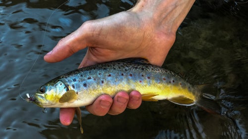 I shot mostly during the day, but both the 7 and 7 Plus come with optical stabilization, which helps you take stable, non-blurry photos in low light. Here I shot a brown trout with the 56mm portrait lens.