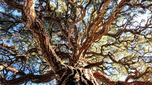 The new iPhone 7 and 7 Plus can shoot in RAW through third-party apps like Lightroom. RAW files aren’t compressed like JPEGs, which means you get more detailed files that are easier to tone and crop. Pictured: An old, very big ponderosa near the Embudo river in northern New Mexico.