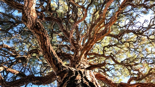 The new iPhone 7 and 7 Plus can shoot in RAW through third-party apps like Lightroom. RAW files aren’t compressed like JPEGs, which means you get more detailed files that are easier to tone and crop. Pictured: An old, very big ponderosa near the Embudo river in northern New Mexico.