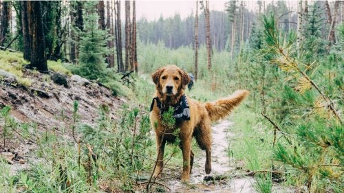 Dogs were welcome at the event and many completed the trek with ease.