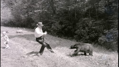 However, the bears could turn on people, as is happening here. Also dated to 1957 from Great Smoky Mountains, this bear may well be the same one shown being fed in the previous photo.