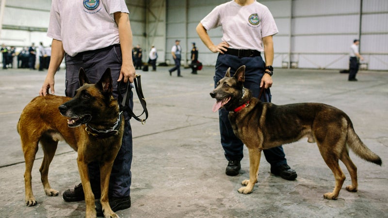 Task force members and their dogs wait for an assignment.