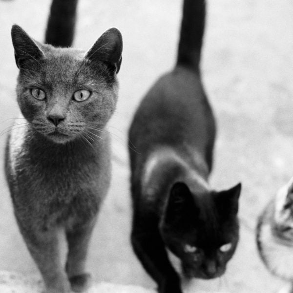 Hawaii S Crazy War Over Zombie Cats Outside Online