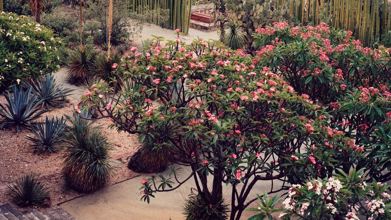 Oaxaca’s botanical garden.