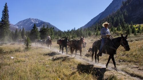 Six hundred miles away, deep in the wilds of northeast Oregon, where there are no free-roaming horses, the mustang’s rehabilitation is in action. Here, John Hollenbeak, trail crew boss of the Eagle Cap Ranger District, leads a pack string below Sacajawea Peak, Oregon’s sixth-highest mountain. Hollenbeak, a longtime cowboy, logger, horse wrangler, and trail crew manager, is responsible for managing the Eagle Cap and Hells Canyon Wilderness trail crew and pack herd.