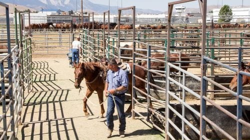 The mustang program has been an effective rehabilitation tool for the inmates, too. The recidivism rate of program participants is about half that of the general prison population. “The program keeps inmates from becoming mentally stagnant by allowing them to make decisions within their capacity while at work,” says Pope.