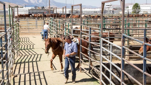 The mustang program has been an effective rehabilitation tool for the inmates, too. The recidivism rate of program participants is about half that of the general prison population. “The program keeps inmates from becoming mentally stagnant by allowing them to make decisions within their capacity while at work,” says Pope.