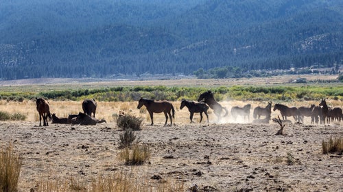 A herd of about 100 wild horses frequently gathers near the shores of Washoe Lake, just outside Carson City, Nevada. This is a particularly large herd due to its location in a lush habitat. The mustangs only real threats are starvation, thirst, and busy highways. (Car-on-horse accidents are common enough that the roads are marked with horse-crossing signs.)
The number of wild horses in the country is currently three times what the National Academy of Sciences considers sustainable, and their populations are growing 15 to 20 percent per year. Overgrazing is a serious threat to fragile desert ecosystems. As horses eat the native grasses, invasive ones like cheatgrass, which has no nutritional value for the animals, gain a foothold. The BLM’s task is to maintain the wild horse populations while protecting the ecosystems they live in.