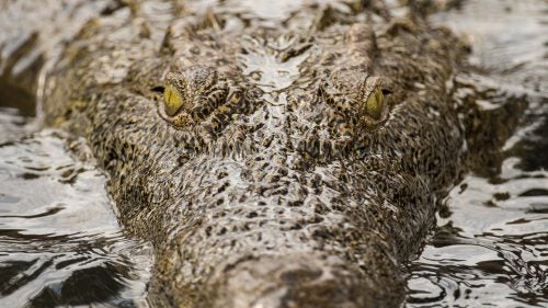 Nile Crocodile, Zambezi River.