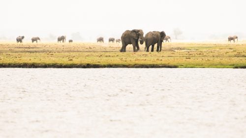 Elephants on the Chobe River, near the confluence with the Zambezi.
