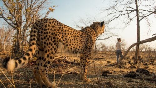 Sylvester, an orphaned cheetah, is used for educational talks with school groups. Travelers can walk with him on his morning hike through Elephant Camp, near Victoria Falls.